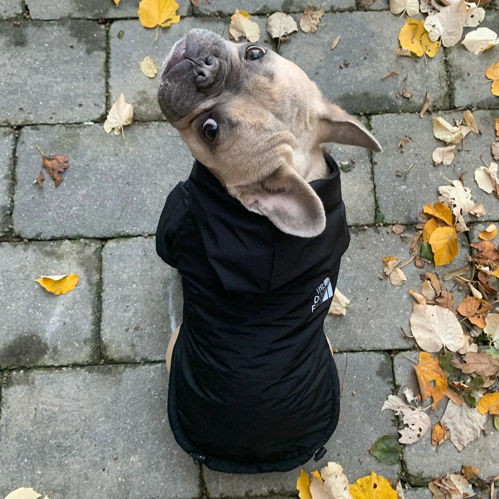 Stylish Waterproof Winter Dog Coat - Warm Cotton Hooded Jacket for Small Dogs and Cats with Reflective Detail